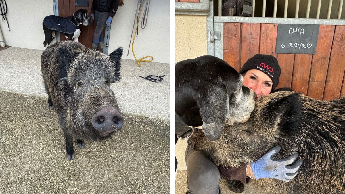 elle accueille un marcassin