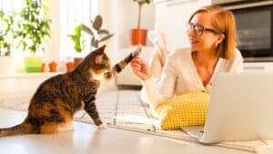 un chat d'intérieur