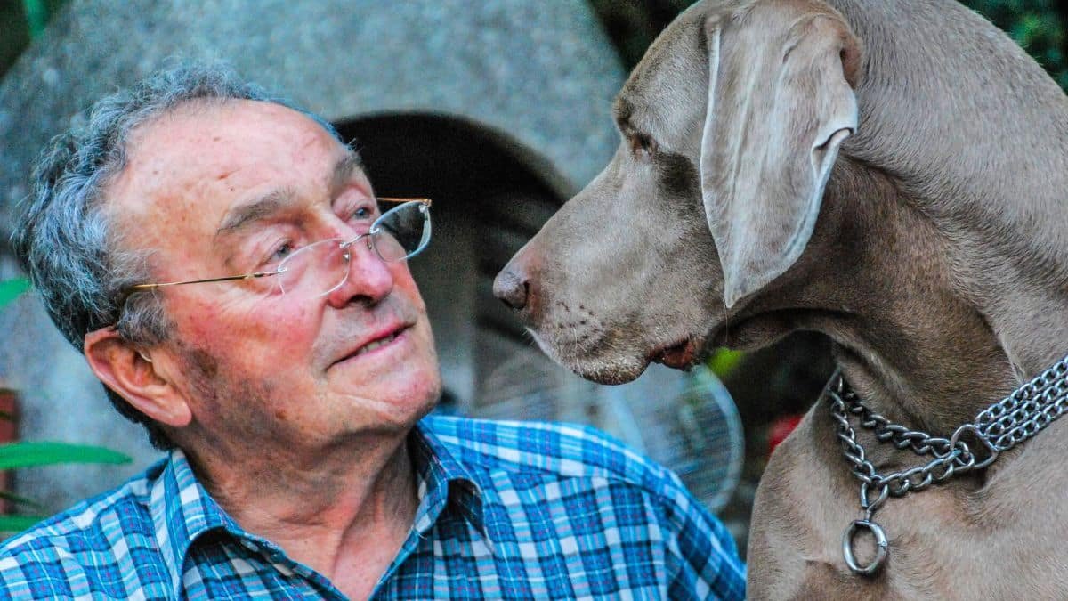 age maximum chien