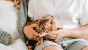 mauvaise nouvelle pour les propriétaires de chats domestiques une interdiction imminente qui va tout changer