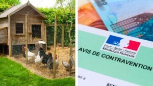 une lourde amende pour les francais qui ont un poulailler dans leur jardin sils ne respectent pas cette regle meconnue