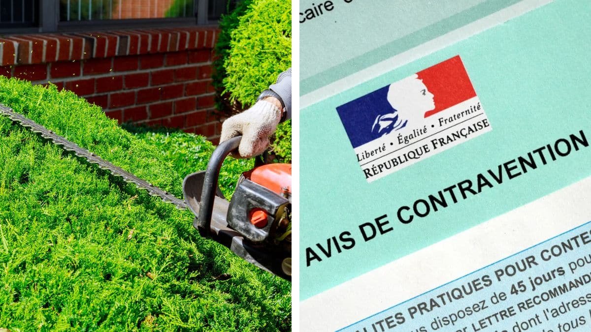 750€ d’amende pour une simple haie cette règle méconnue peut vous coûter très cher