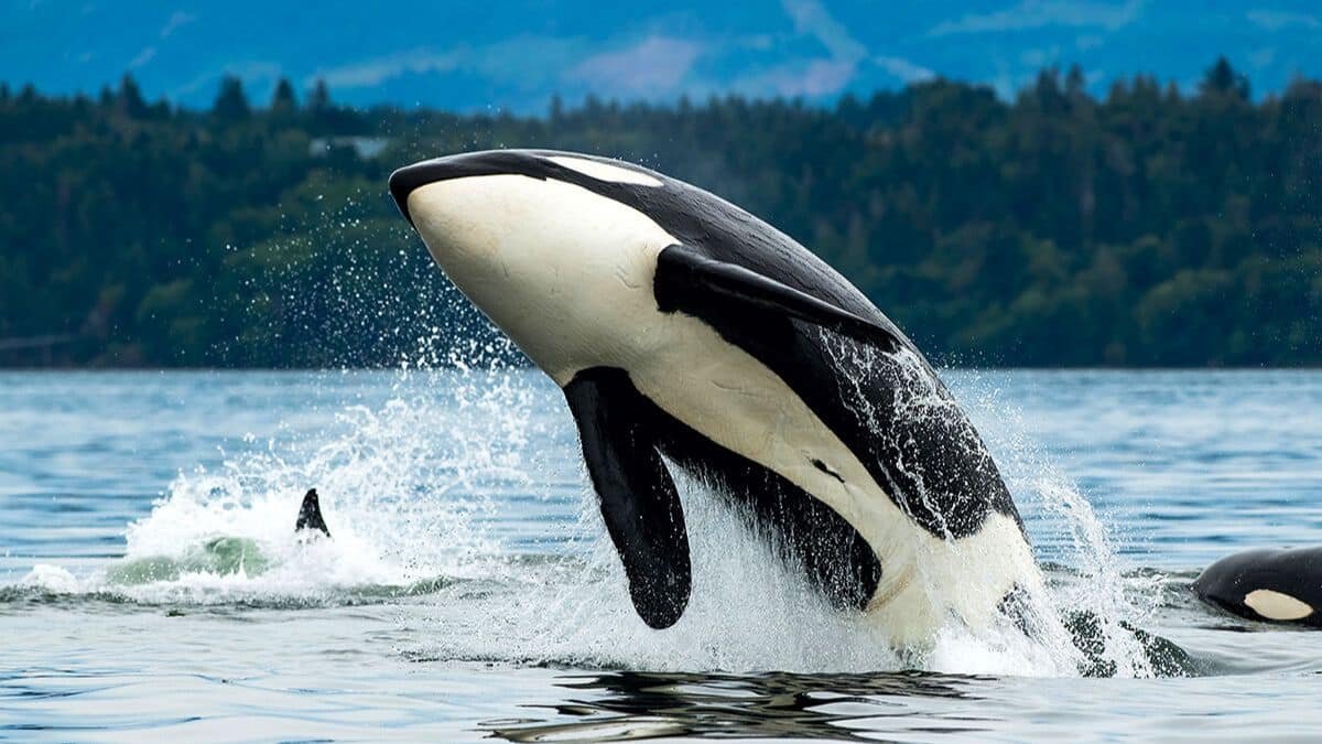 c'est officiel, les dauphins et les orques ont franchi le point de non retour de l'évolution pour vivre sur la terre ferme