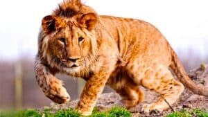 qui est le léopon, ce mystérieux félin hybride qui n’aurait jamais dû exister