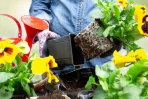 gardener woman taking pansy plant out of plastic pot to plant it